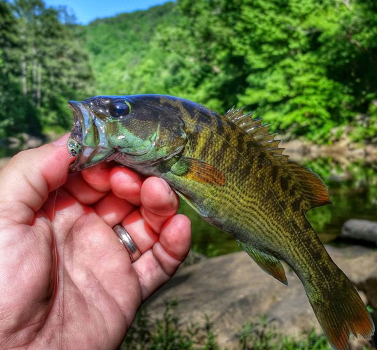 Coosa Bass